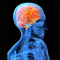 brain