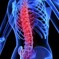 spine