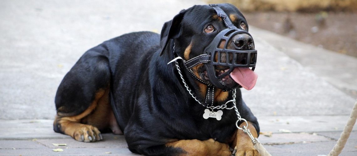 dog bite attorney